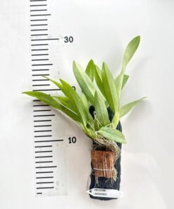 Alternative view of Flowering Size Lava Burst Oncidium -Wood Mounted