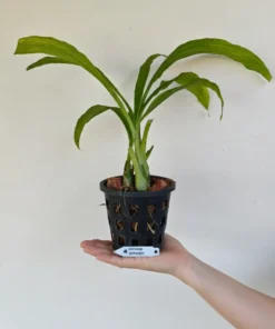 Alternative view of Ready to Flower Size Phaiocalanthe Kryptonite 'Chariots of Fire' (Big Size)