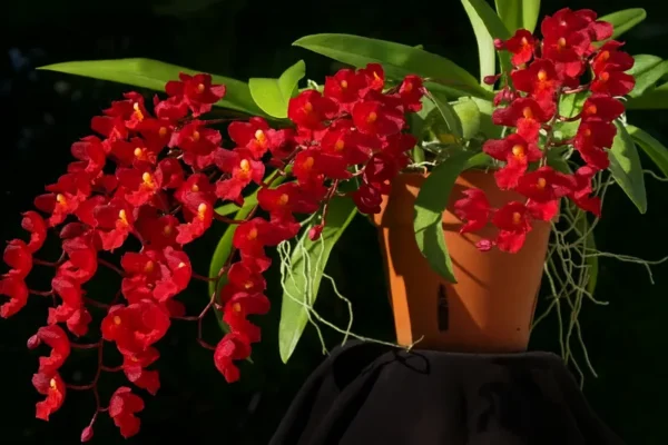 Oncidium Lava Burst Seedling