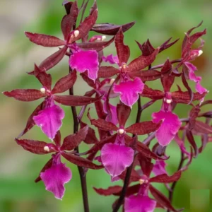 Ready to Flower Size Colmanara Massai Pink - Indoor Orchid