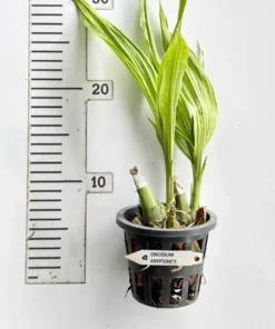 Alternative view of Ready to Flower Size Phaiocalanthe Kryptonite 'Chariots of Fire' (Big Size)