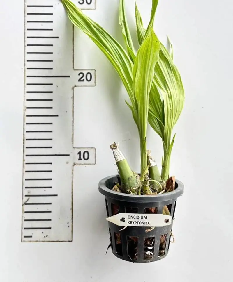 Ready to Flower Size Phaiocalanthe Kryptonite 'Chariots of Fire' (Big Size) - Image 2