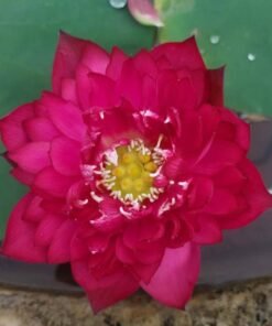 Happiness Lotus Tuber