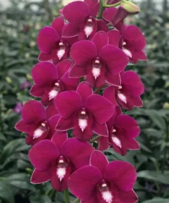 More Red Thailand Seedling