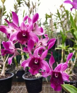 Dendrobium Botim Ready to Flower Size