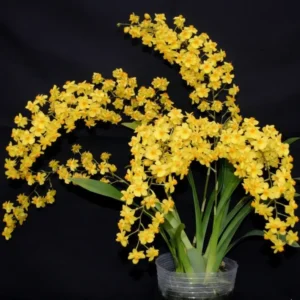 Oncidium Twinkle Yellow Seedling Size