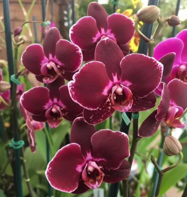Phalaenopsis Ready to Flower Size Broken Heart
