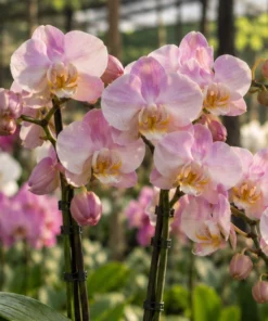 Phalaenopsis Ready to Flower Size True Love