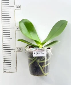 Alternative view of Phalaenopsis Ready to Flower Size True Love
