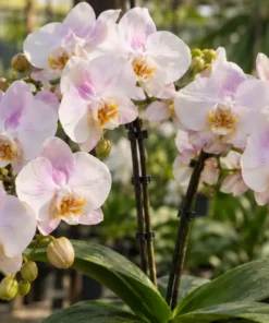 Phalaenopsis Ready to Flower Size True Love