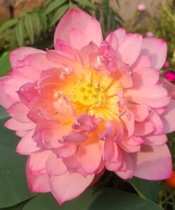 Peachy Girl Lotus Tuber