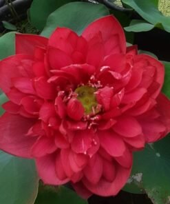 Red Watermelon Lotus Tuber