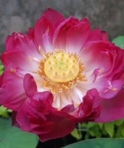 Sukanya Red Lotus Tuber