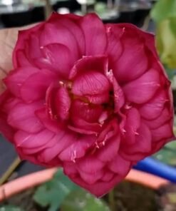 Red Partition Lotus Tuber