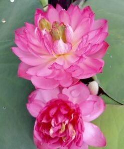Rose Angel Lotus Tuber