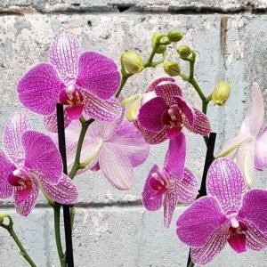 Buy Phalaenopsis Buena orchids online