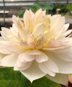 Brilliant Orange Lotus Tuber