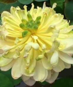 Moon Light Lotus Tuber