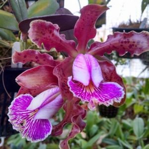 Cattleya Schilleriana Ready to Flower Size - highly fragrant