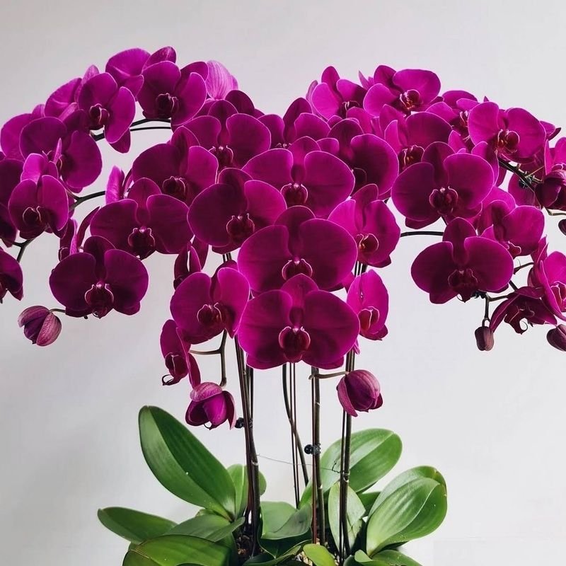 Buy Phalaenopsis Polka orchids online