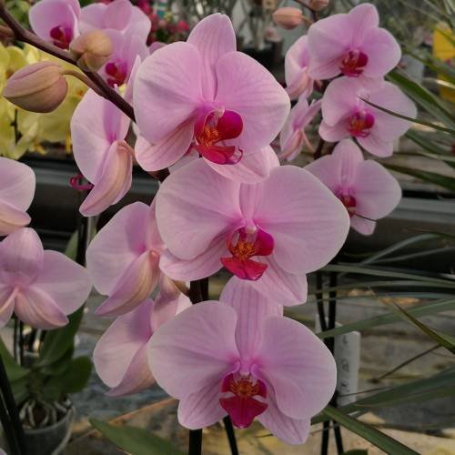 Buy Phalaenopsis Novia orchids online
