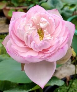 Amiry Camelia Lotus Tuber