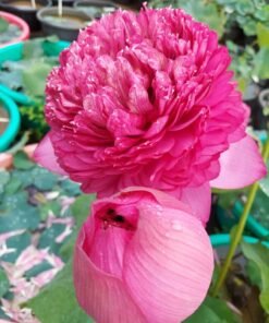 Prince Commander Lotus Tuber