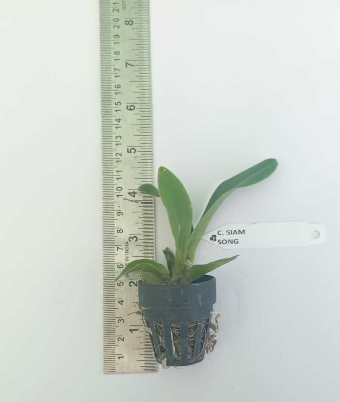 Buy Cattleya Siam Song Seedling Orchids Online