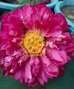 Red Feeling Lotus Tuber