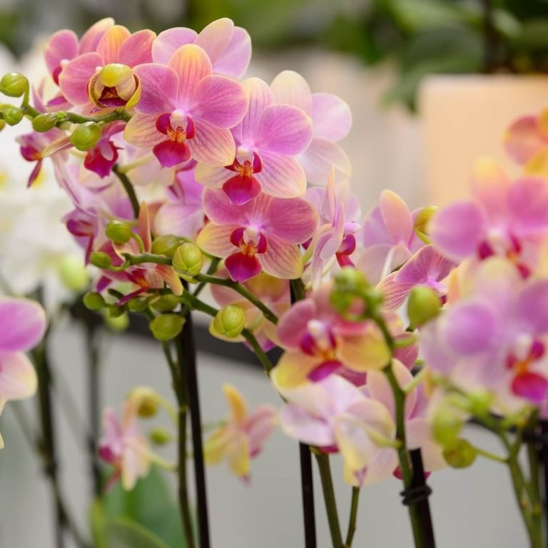 Buy Phalaenopsis Summer Song orchids online