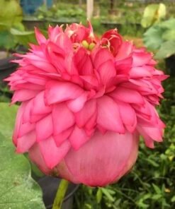 Black Rose Lotus Tuber
