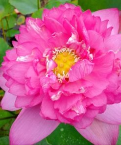 Pink Skhaew Lotus Tuber