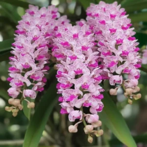 Rhynchostylis Spot Kra Foxtail Blooming Size