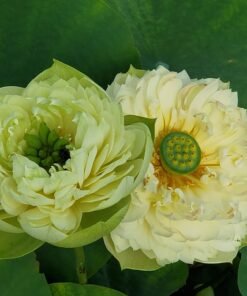 Gold Apple Lotus Tuber