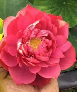 Lady Garnet Lotus Tuber