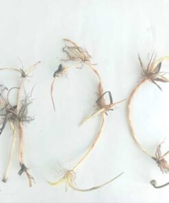 Alternative view of Akhila Lotus Tuber