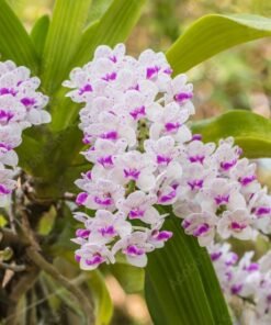 Rhynchostylis Gigantea Mon White Seedling