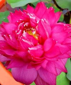 Pink Lady Lotus Tuber