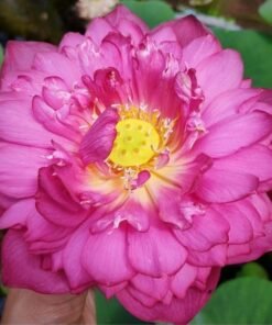 Prospect Lotus Tuber