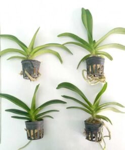 Alternative view of Rhynchostylis Banyen Foxtail Seedling