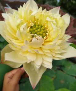 New Orange Loquot Lotus Tuber