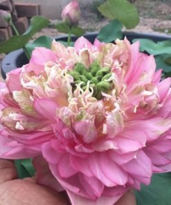 Chompoo Phan Lotus Tuber