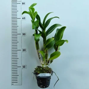 Alternative view of Yellow Three Lips  Ready To Flower Size Dendrobium Orchid