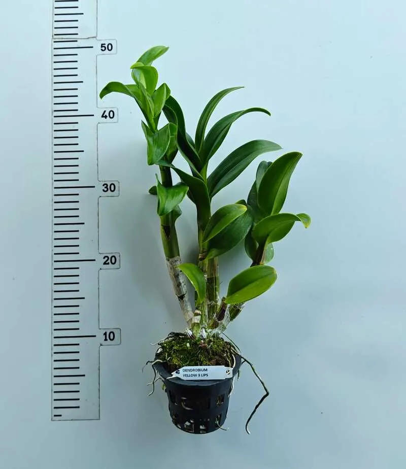 Yellow Three Lips Ready To Flower Size Dendrobium Orchid - Image 2