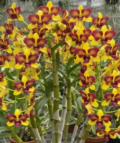 Ready To Flower Size Dendrobium Yellow Three Lips