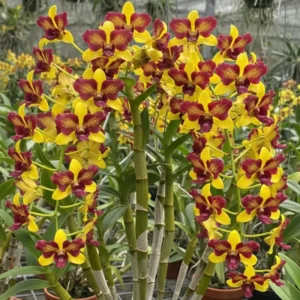 Yellow Three Lips Ready To Flower Size Dendrobium Orchid