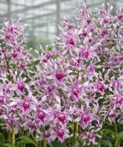 Caesar Stripe Seedling