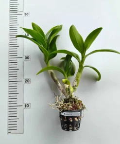 Alternative view of Ready To Flower Size Dendrobium Yellow Three Lips