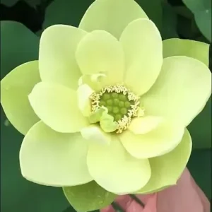Heaven On Earth Lotus Tuber