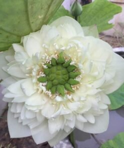 Hao Jiang Crescent Moon  Lotus Tuber